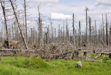 forest-destroyed-bark-beetle-damaged-environment-31734706